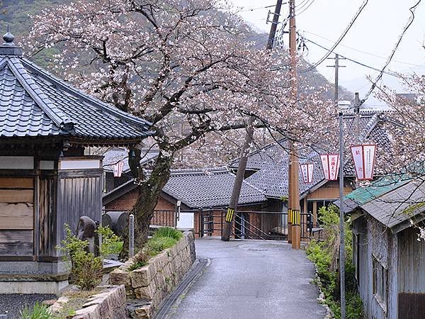 日本‧福井(十八)‧賞櫻(五)‧敦賀(Fukui XIV)