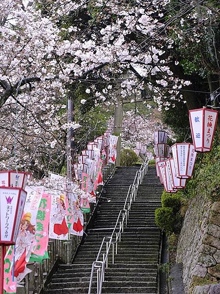 日本‧福井(十八)‧賞櫻(五)‧敦賀(Fukui XIV)