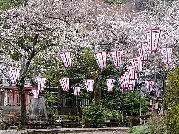 日本‧福井(十八)‧賞櫻(五)‧敦賀(Fukui XIV)