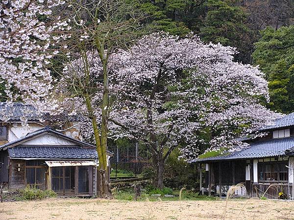 日本‧福井(十八)‧賞櫻(五)‧敦賀(Fukui XIV)