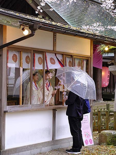 日本‧福井(十八)‧賞櫻(五)‧敦賀(Fukui XIV)