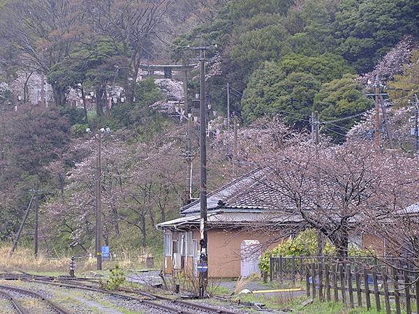 日本‧福井(十八)‧賞櫻(五)‧敦賀(Fukui XIV)