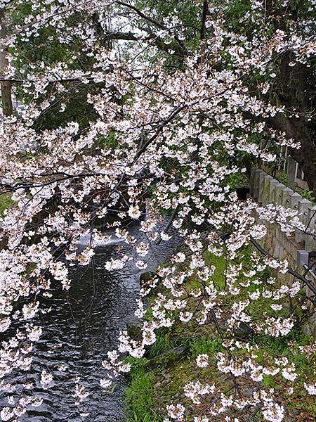 日本‧福井(十八)‧賞櫻(五)‧敦賀(Fukui XIV)