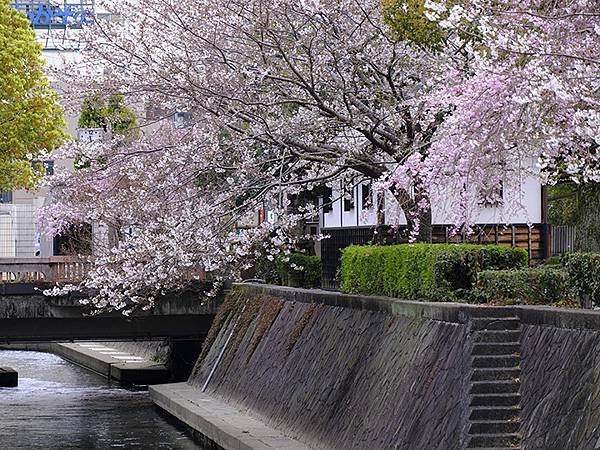 日本‧大垣賞櫻(上)‧大垣城(Ogaki I)