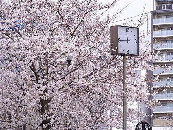 日本‧大垣賞櫻(上)‧大垣城(Ogaki I)