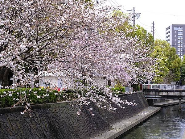 日本‧大垣賞櫻(上)‧大垣城(Ogaki I)