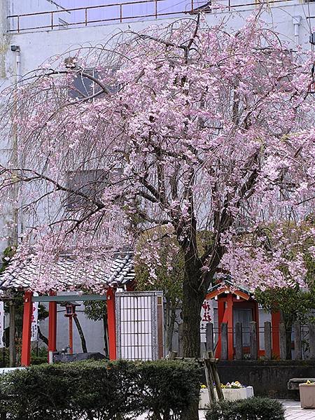 日本‧大垣賞櫻(上)‧大垣城(Ogaki I)