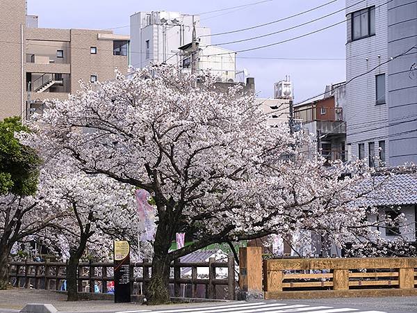 日本‧大垣賞櫻(上)‧大垣城(Ogaki I)