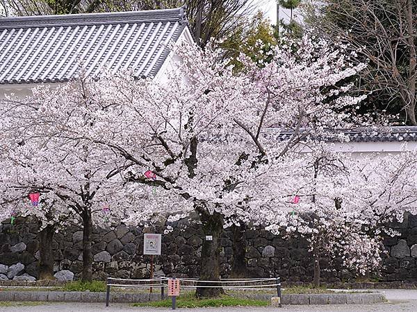 日本‧大垣賞櫻(上)‧大垣城(Ogaki I)