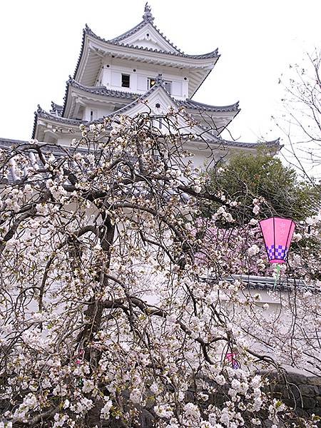 日本‧大垣賞櫻(上)‧大垣城(Ogaki I)