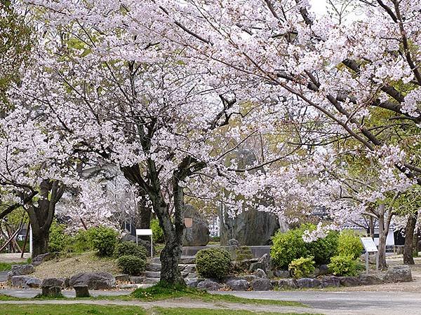 日本‧大垣賞櫻(上)‧大垣城(Ogaki I)