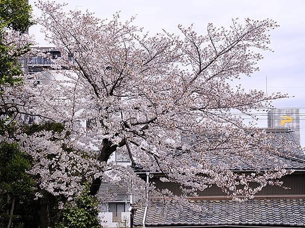 日本‧大垣賞櫻(上)‧大垣城(Ogaki I)