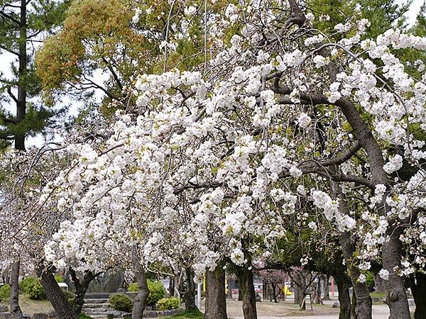 日本‧大垣賞櫻(上)‧大垣城(Ogaki I)