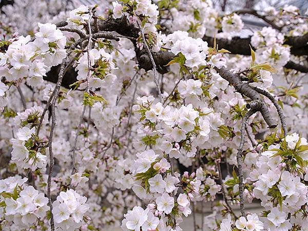 日本‧大垣賞櫻(上)‧大垣城(Ogaki I)