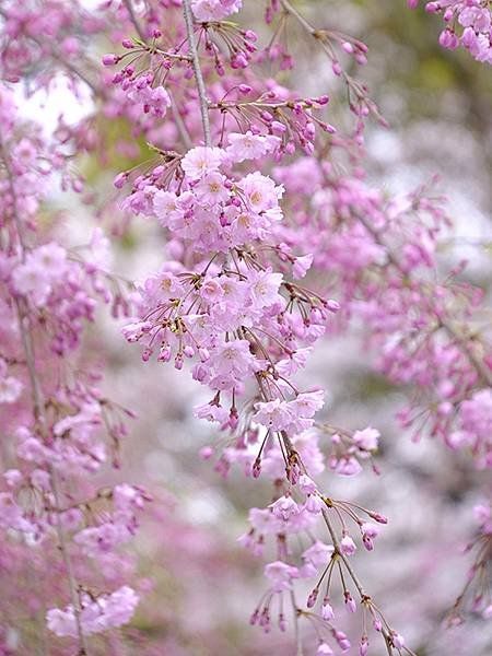 日本‧大垣賞櫻(上)‧大垣城(Ogaki I)