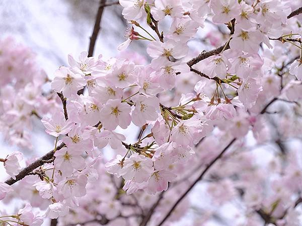 日本‧大垣賞櫻(上)‧大垣城(Ogaki I)