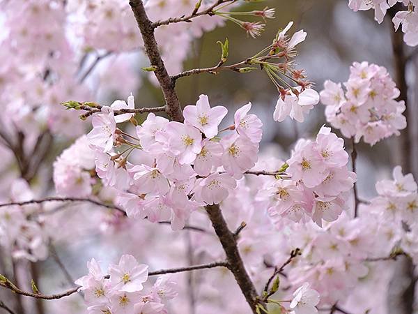 日本‧大垣賞櫻(上)‧大垣城(Ogaki I)