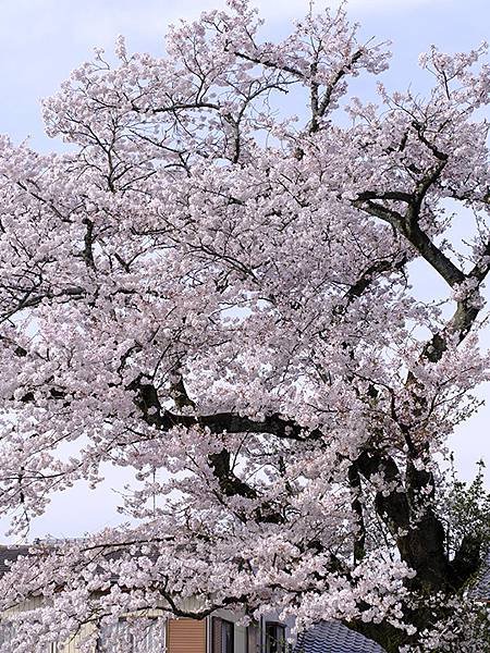 日本‧歧阜(三)‧歧阜公園及周邊(Gifu III)