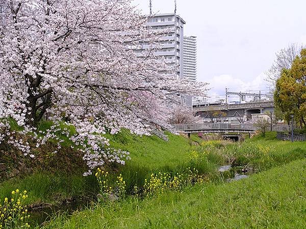 日本‧歧阜(四)‧清水綠地賞櫻(Gifu IV)