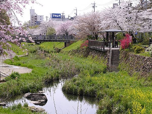 日本‧歧阜(四)‧清水綠地賞櫻(Gifu IV)