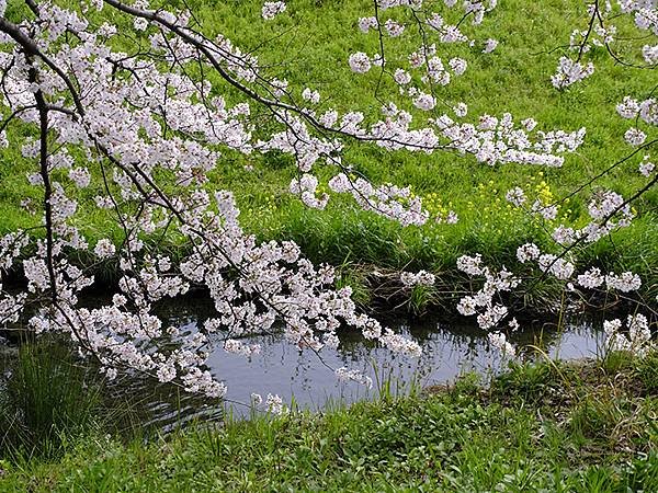 日本‧歧阜(四)‧清水綠地賞櫻(Gifu IV)