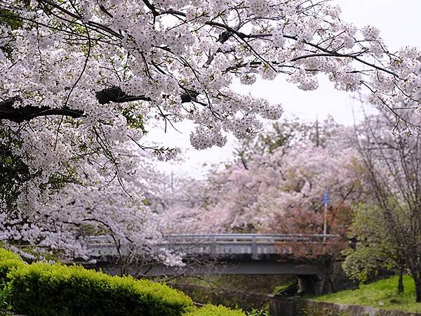 日本‧歧阜(四)‧清水綠地賞櫻(Gifu IV)