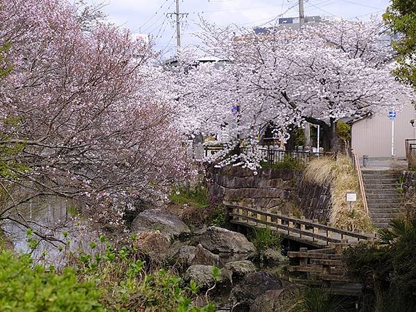 日本‧歧阜(四)‧清水綠地賞櫻(Gifu IV)