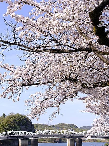 日本‧犬山‧賞櫻(Inuyama Cherry Blosso