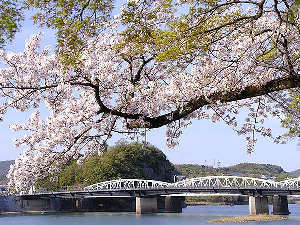 日本‧犬山‧賞櫻(Inuyama Cherry Blosso