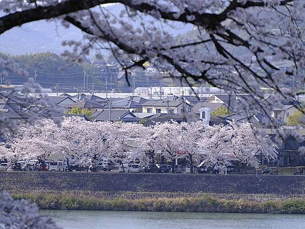 日本‧犬山‧賞櫻(Inuyama Cherry Blosso