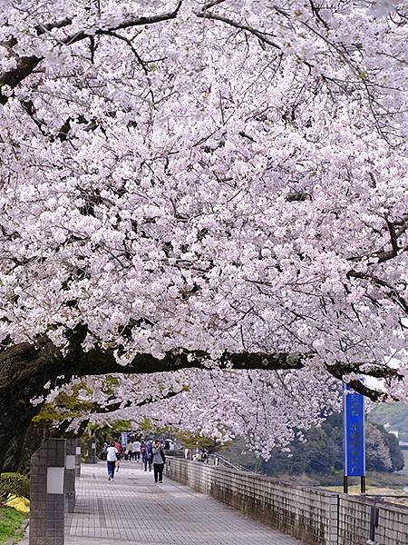 日本‧犬山‧賞櫻(Inuyama Cherry Blosso