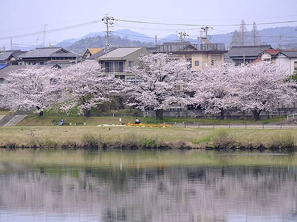 日本‧犬山‧賞櫻(Inuyama Cherry Blosso