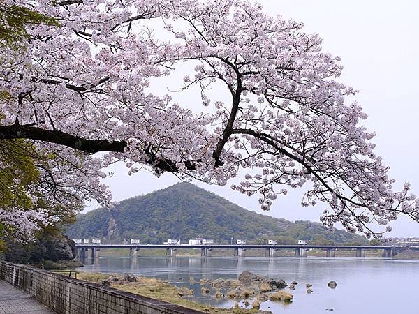 日本‧犬山‧賞櫻(Inuyama Cherry Blosso