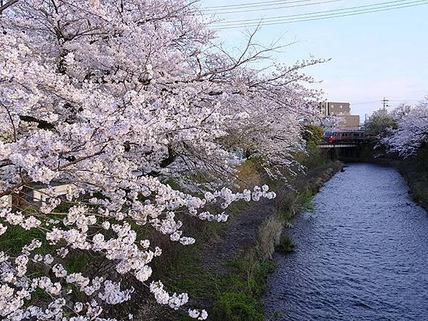 日本‧犬山‧賞櫻(Inuyama Cherry Blosso