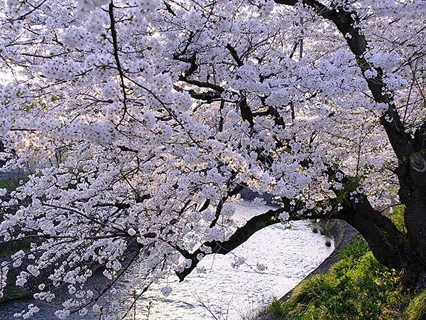 日本‧犬山‧賞櫻(Inuyama Cherry Blosso