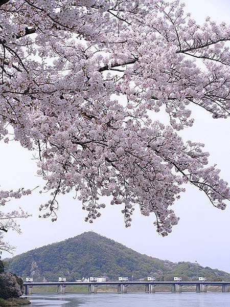 日本‧犬山‧賞櫻(Inuyama Cherry Blosso