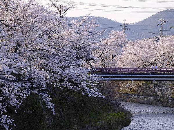 日本‧犬山‧賞櫻(Inuyama Cherry Blosso