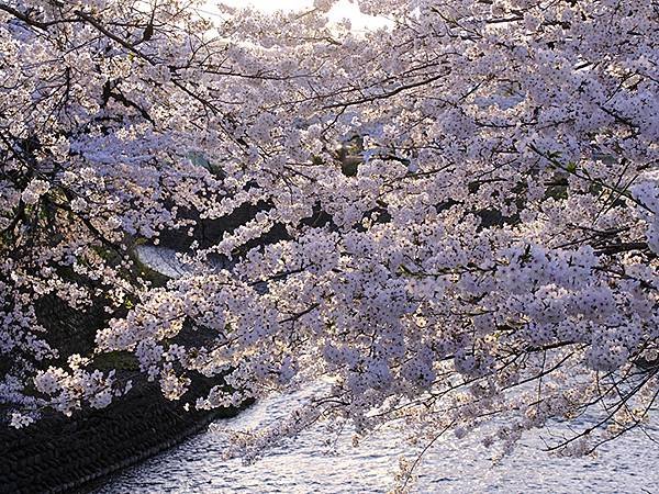 日本‧犬山‧賞櫻(Inuyama Cherry Blosso