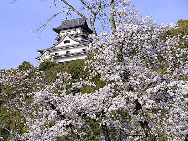 日本‧犬山‧賞櫻(Inuyama Cherry Blosso