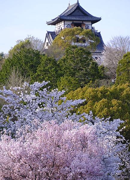 日本‧犬山‧賞櫻(Inuyama Cherry Blosso