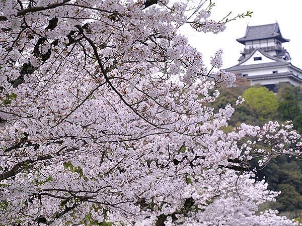 日本‧犬山‧賞櫻(Inuyama Cherry Blosso