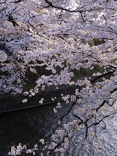 日本‧犬山‧賞櫻(Inuyama Cherry Blosso