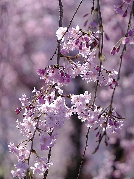 日本‧犬山‧賞櫻(Inuyama Cherry Blosso