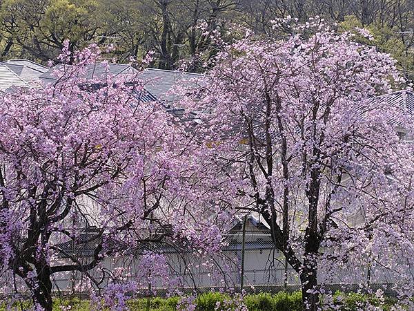 日本‧犬山‧賞櫻(Inuyama Cherry Blosso