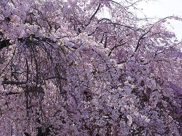 日本‧犬山‧賞櫻(Inuyama Cherry Blosso