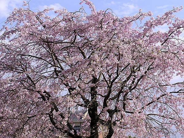 日本‧犬山‧賞櫻(Inuyama Cherry Blosso