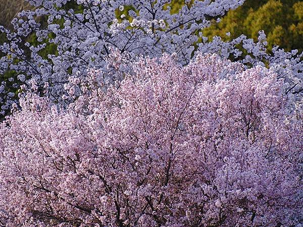 日本‧犬山‧賞櫻(Inuyama Cherry Blosso