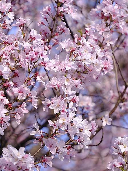 日本‧犬山‧賞櫻(Inuyama Cherry Blosso