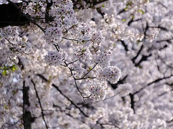 日本‧犬山‧賞櫻(Inuyama Cherry Blosso