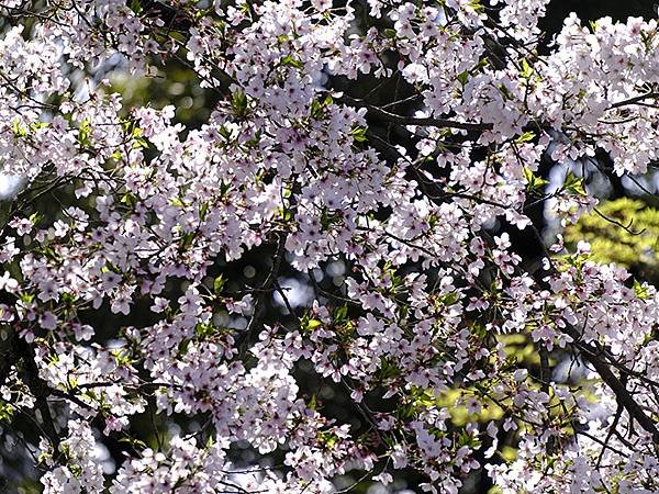 日本‧犬山‧賞櫻(Inuyama Cherry Blosso